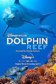 Dolphin Reef